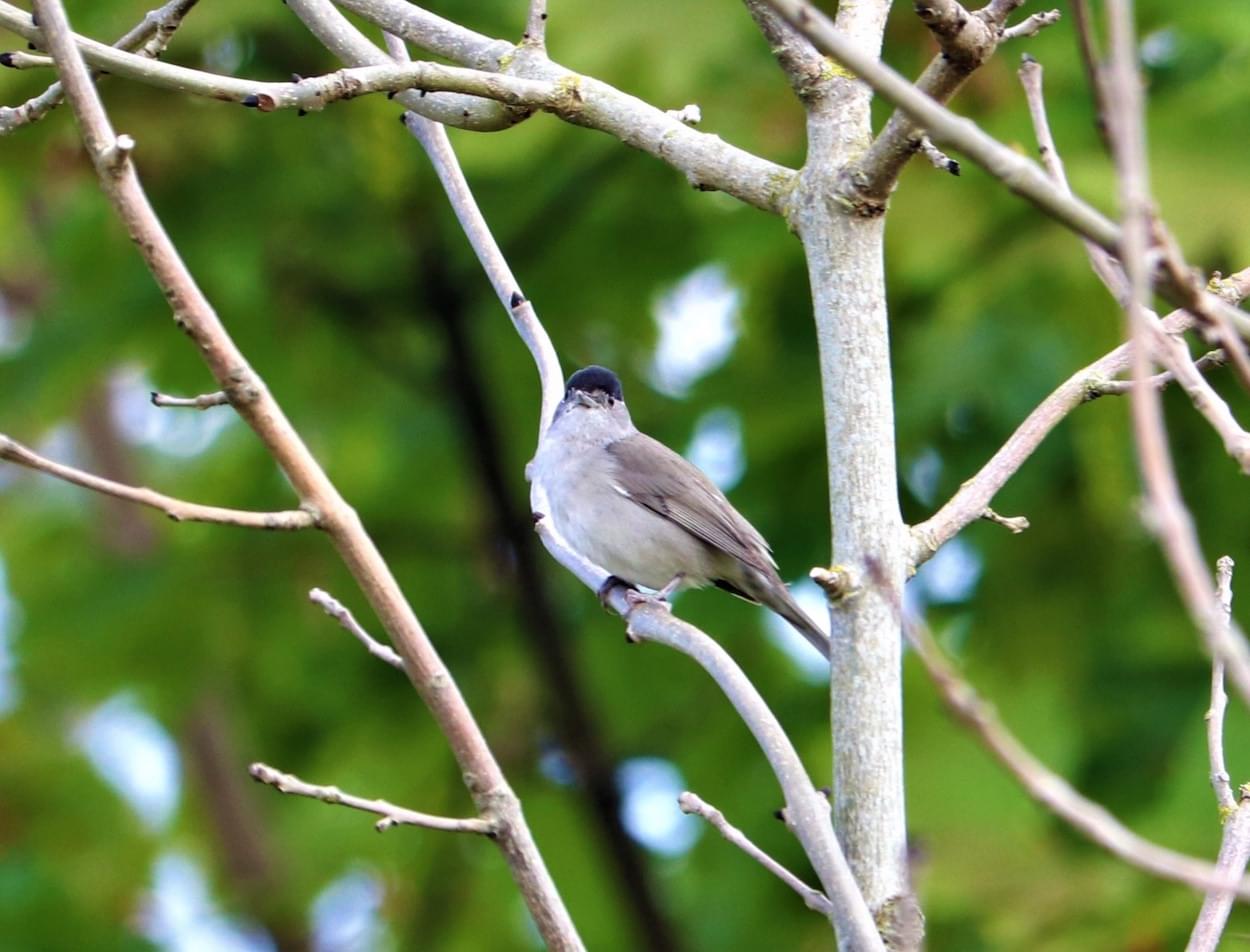 Blackcap  Blackcap