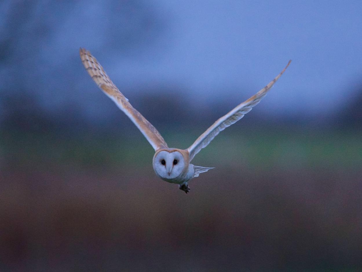 Barn Owl at Hockenhill  Barn Owl at Hockenhill