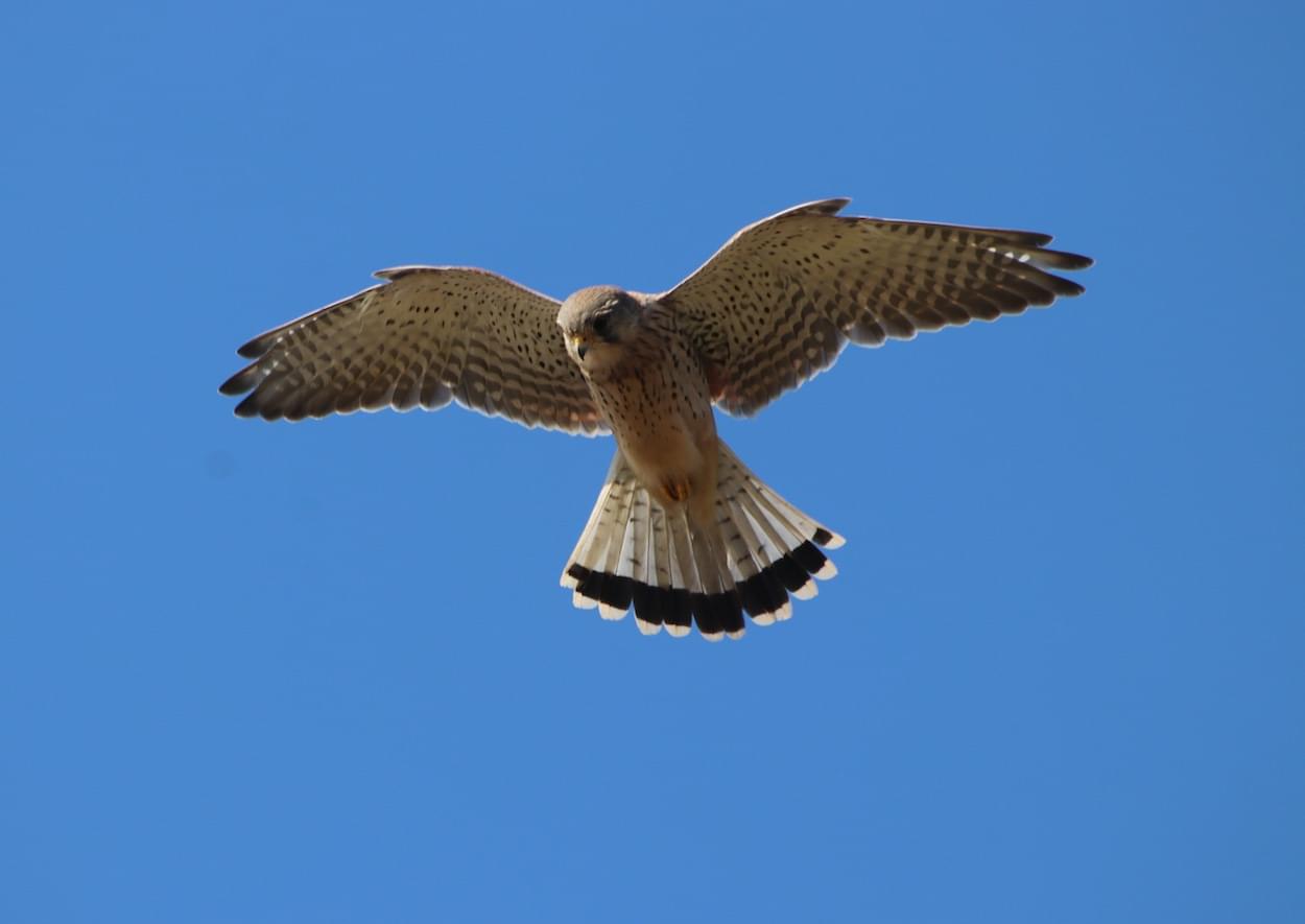 Kestrel  Kestrel