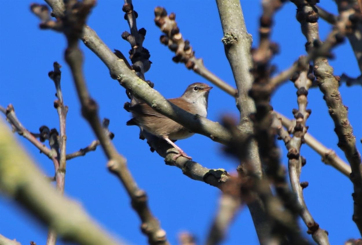 Cettis Warbler  Cettis Warbler