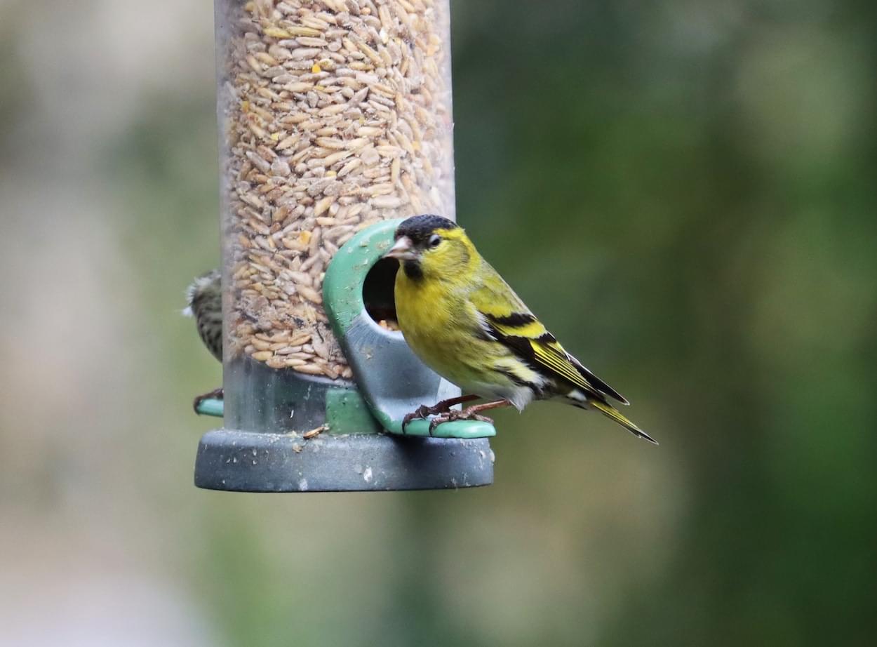 Siskin  Siskin