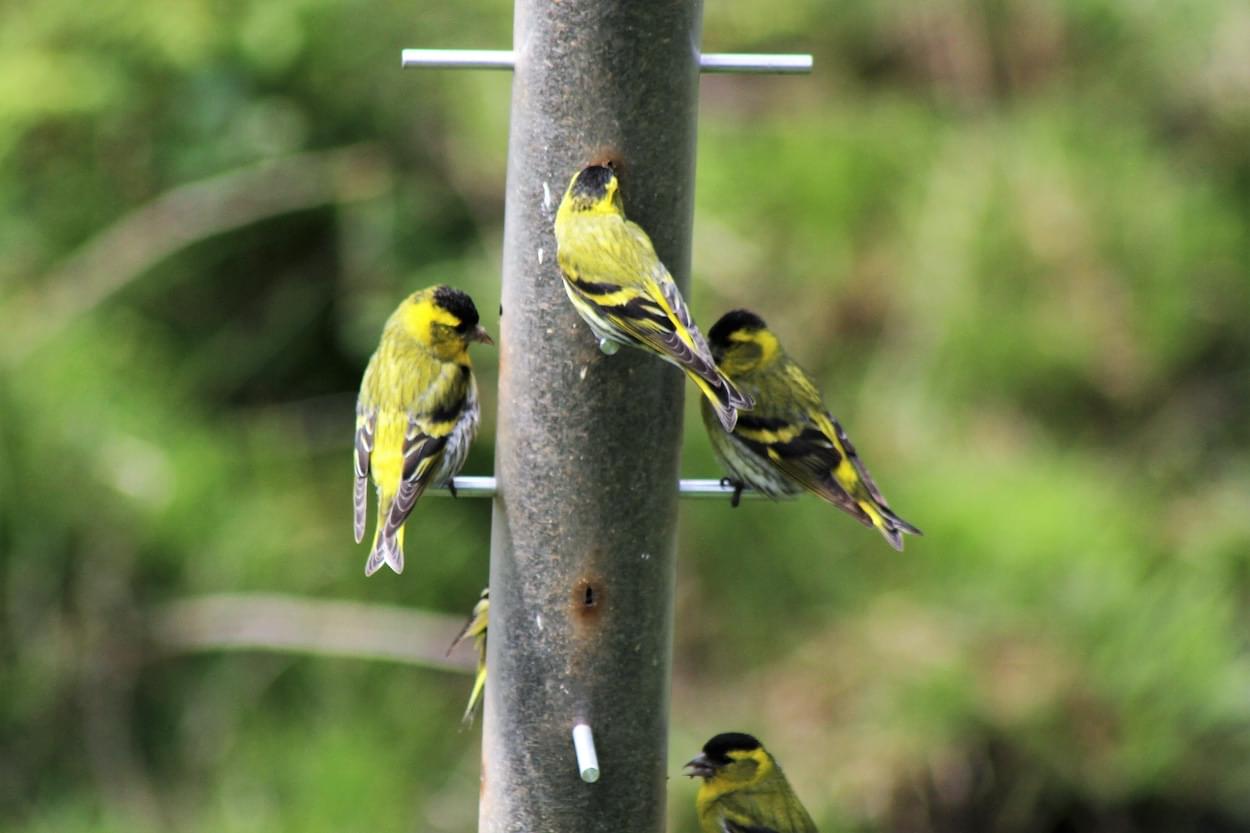 Siskin feeders  Siskin feeders