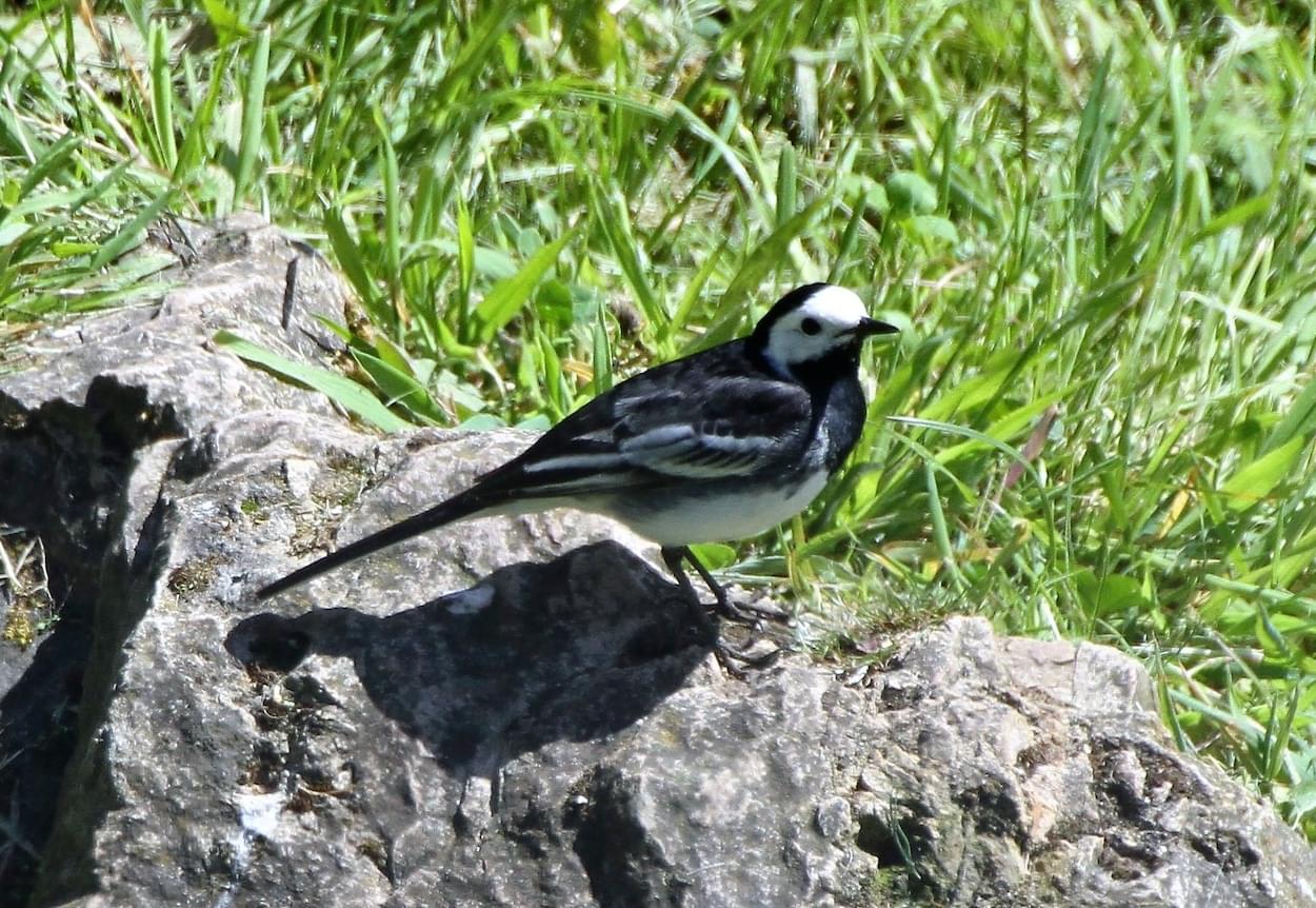Pied Wagtail  Pied Wagtail
