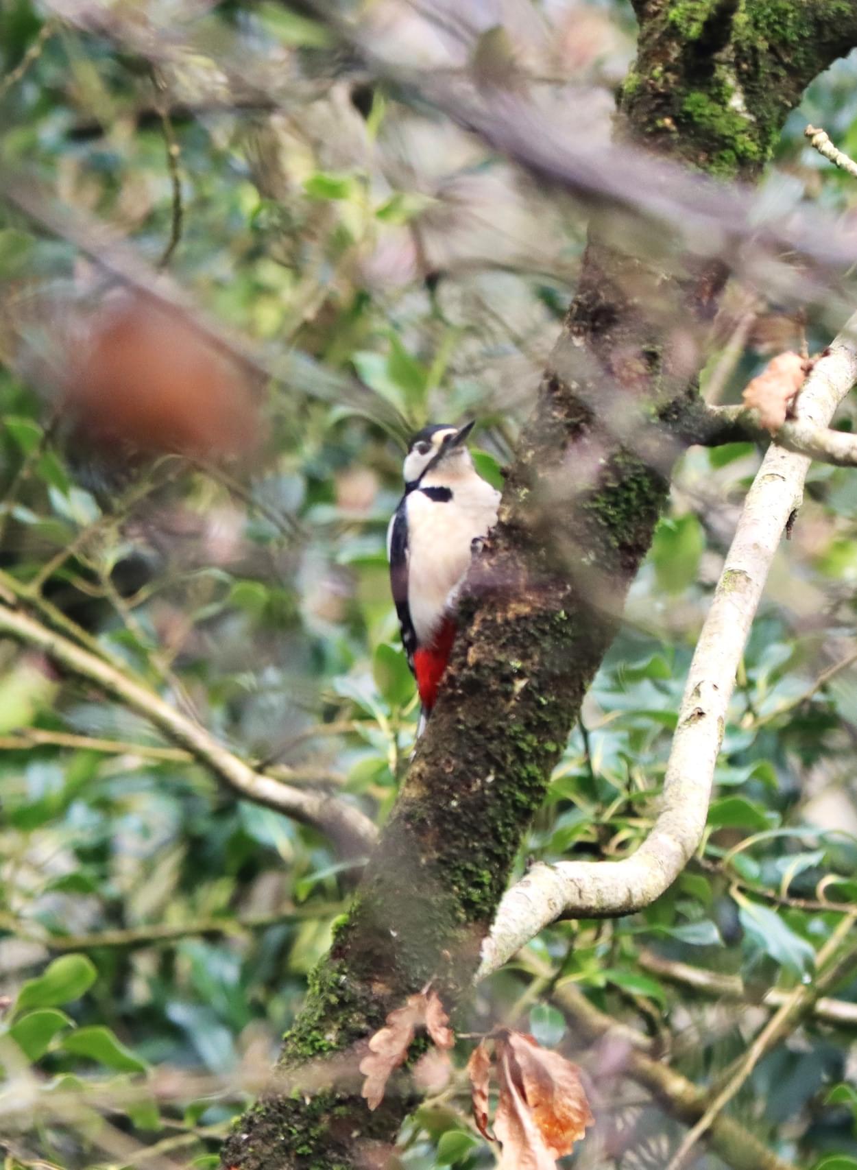 Woodpecker  Woodpecker