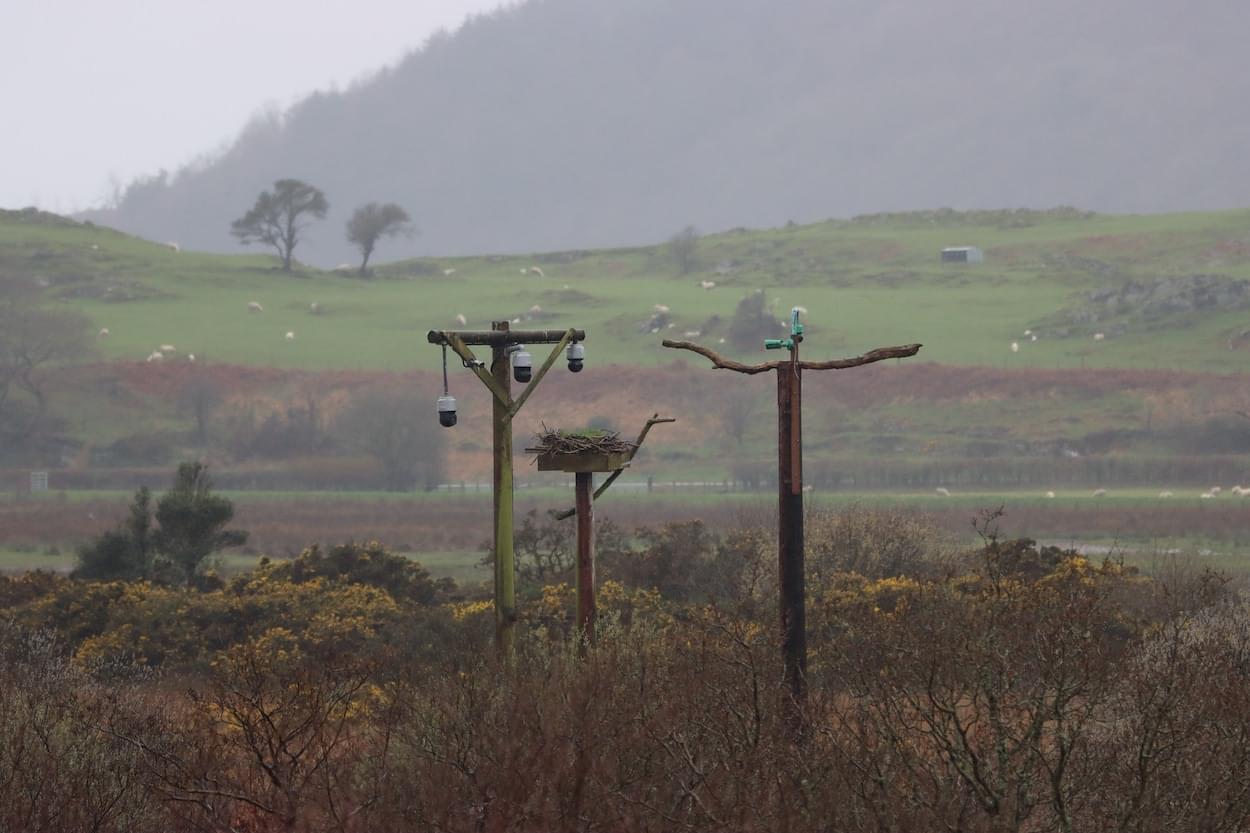 Osprey nest at Dyfi  Osprey nest at Dyfi