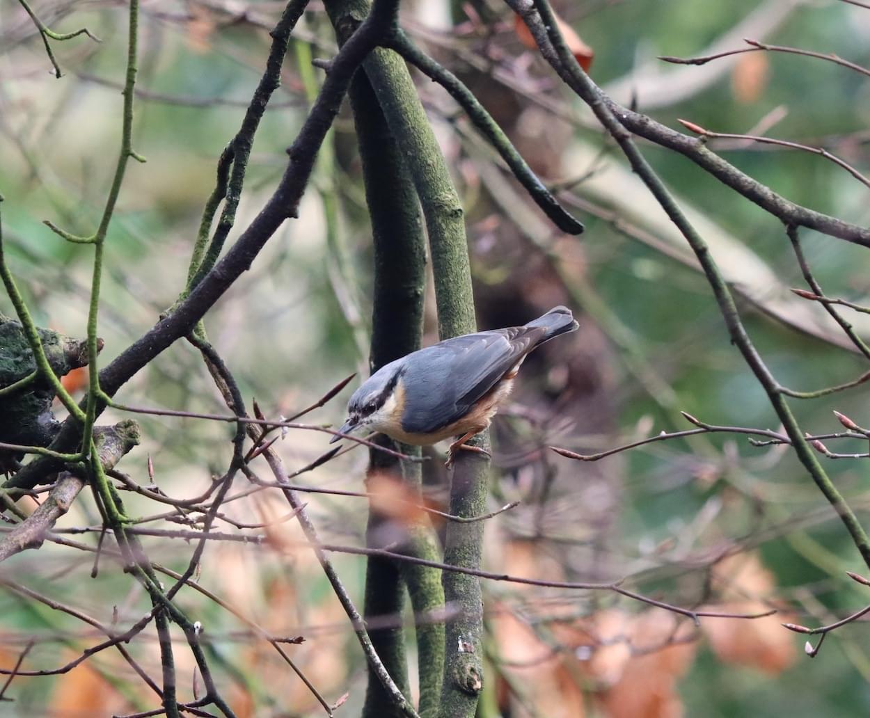Nuthatch  Nuthatch