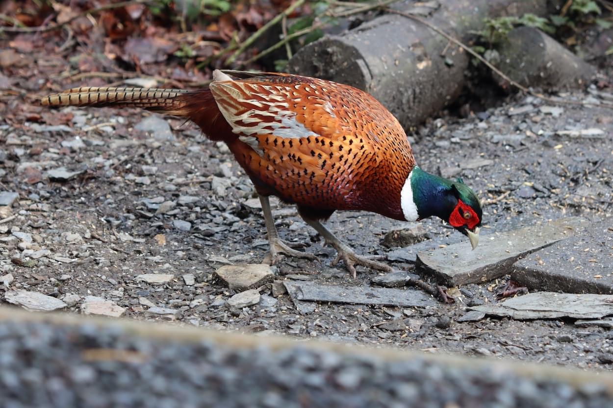 Pheasant - male  Pheasant - male