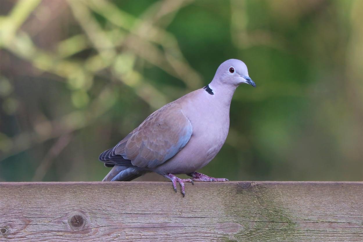 Collared Dove  Collared Dove