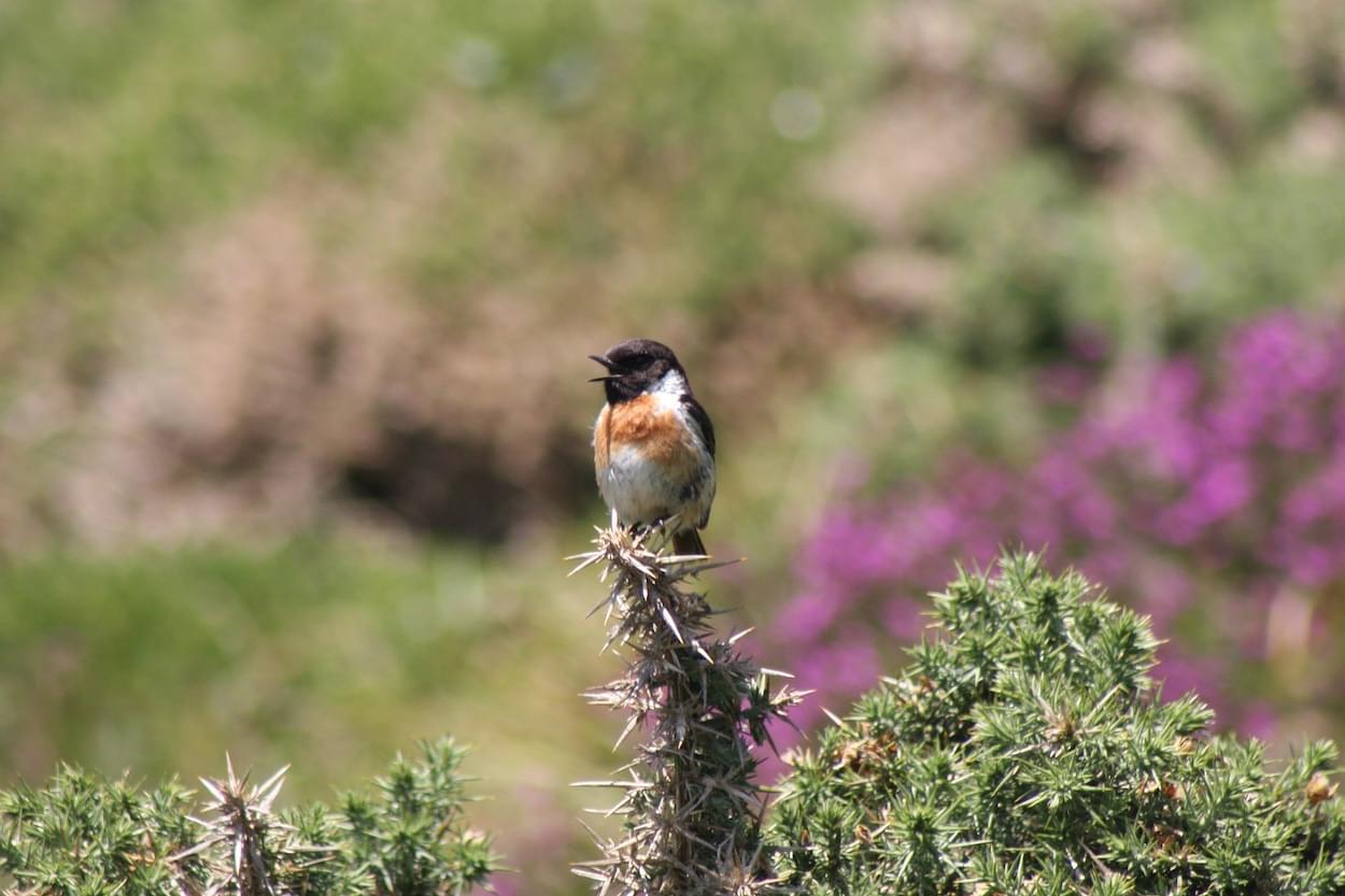 Stonechat  Stonechat