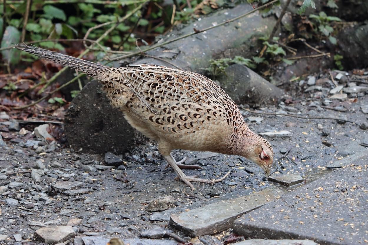 Pheasant - female  Pheasant - female