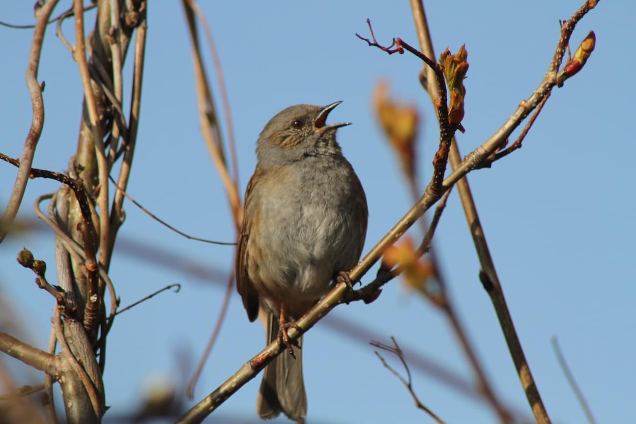 Dunnock singing  Dunnock singing