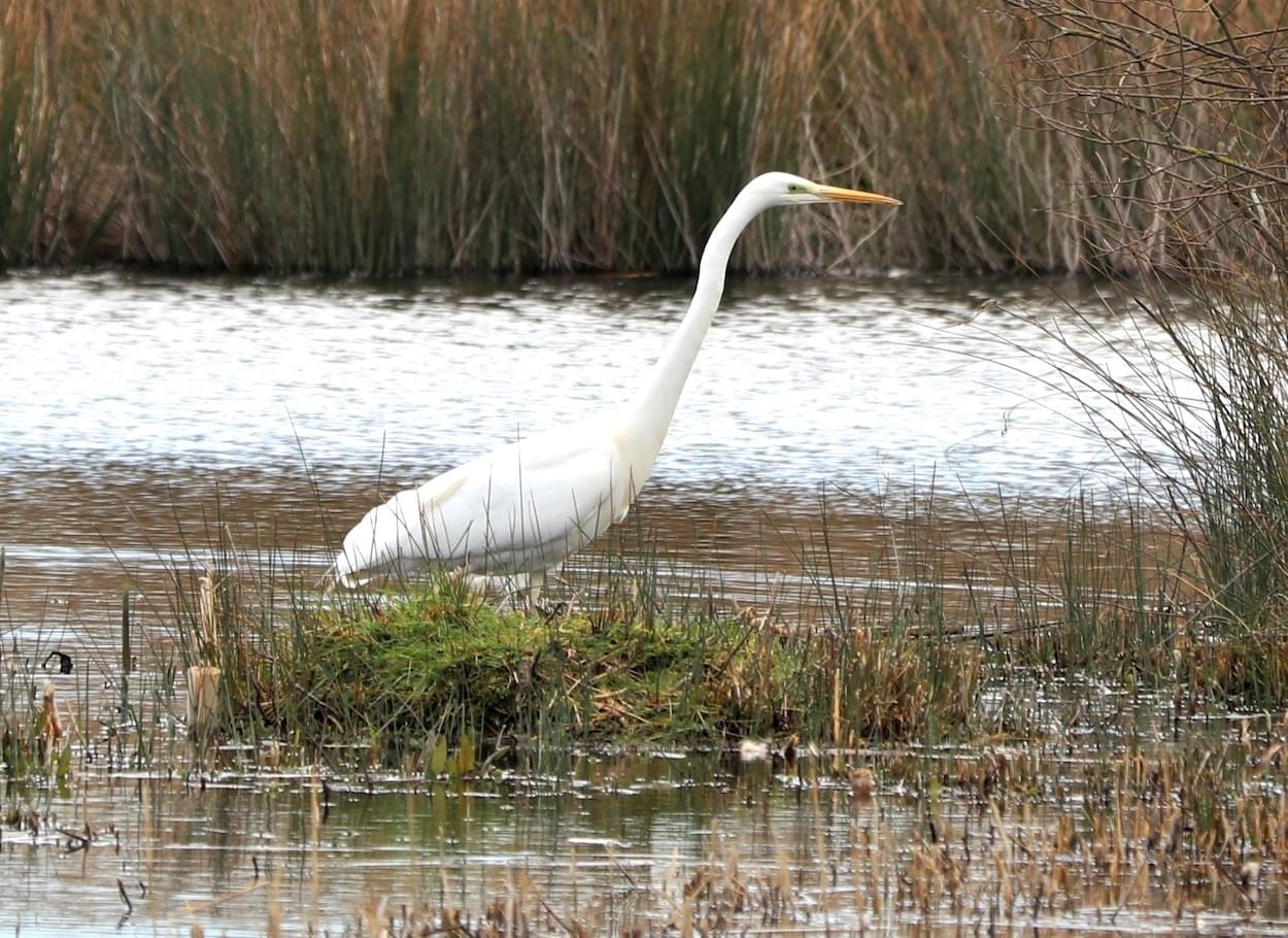 Great White Egret  Great White Egret