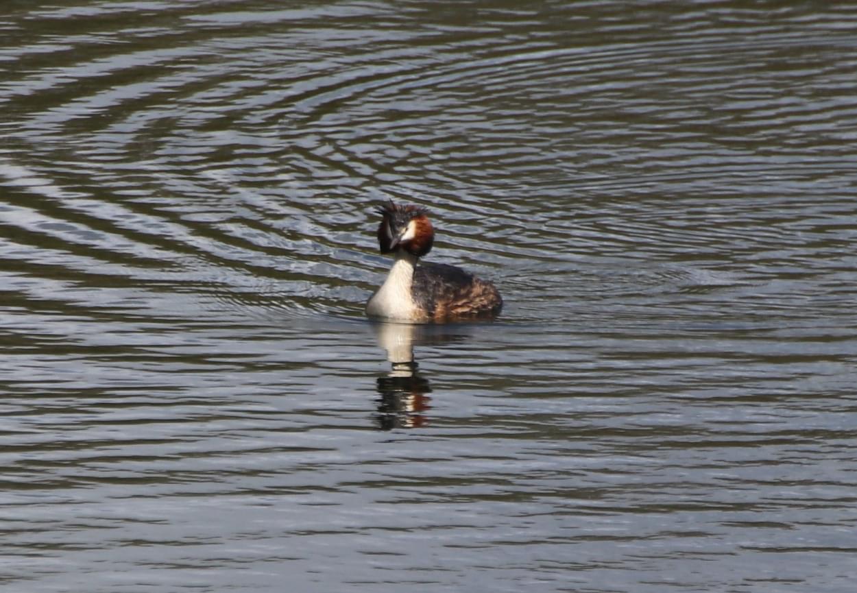 Great Crested Grebe  Great Crested Grebe