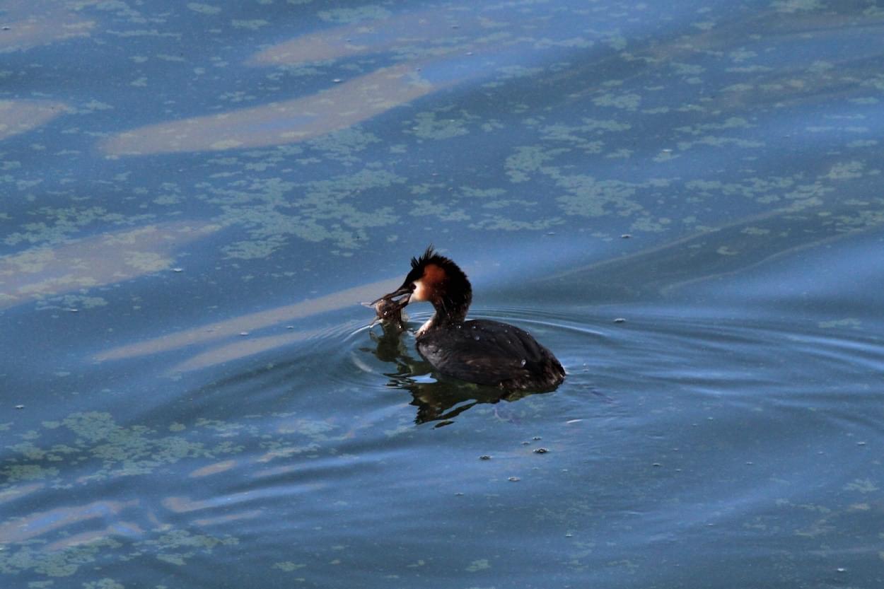 Great Crested Grebe fishing  Great Crested Grebe fishing