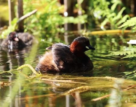 Dabchick of Little Grebe