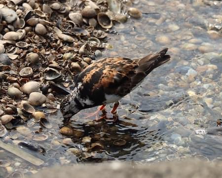 Turnstone feeding