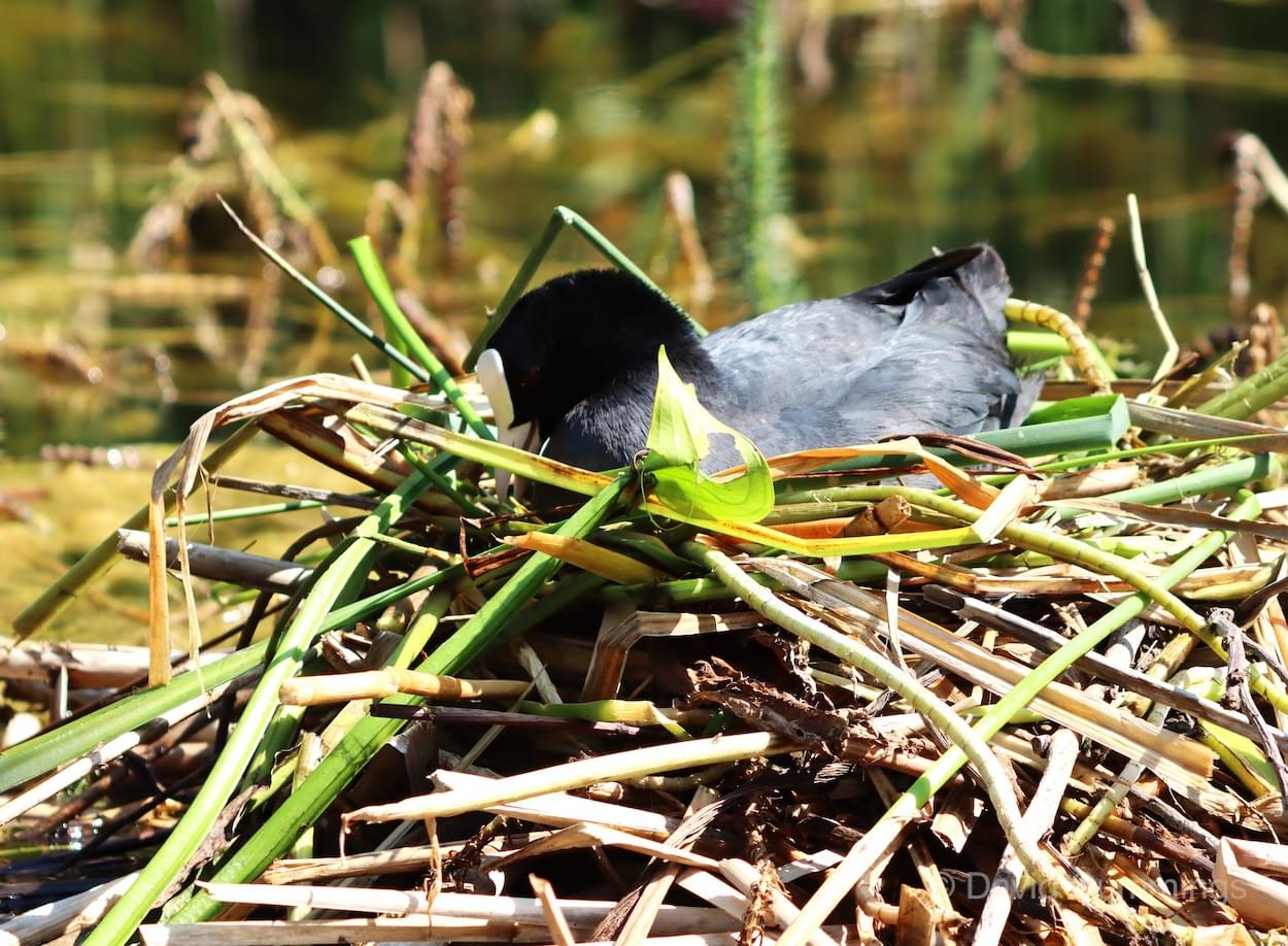 Coot on nest site