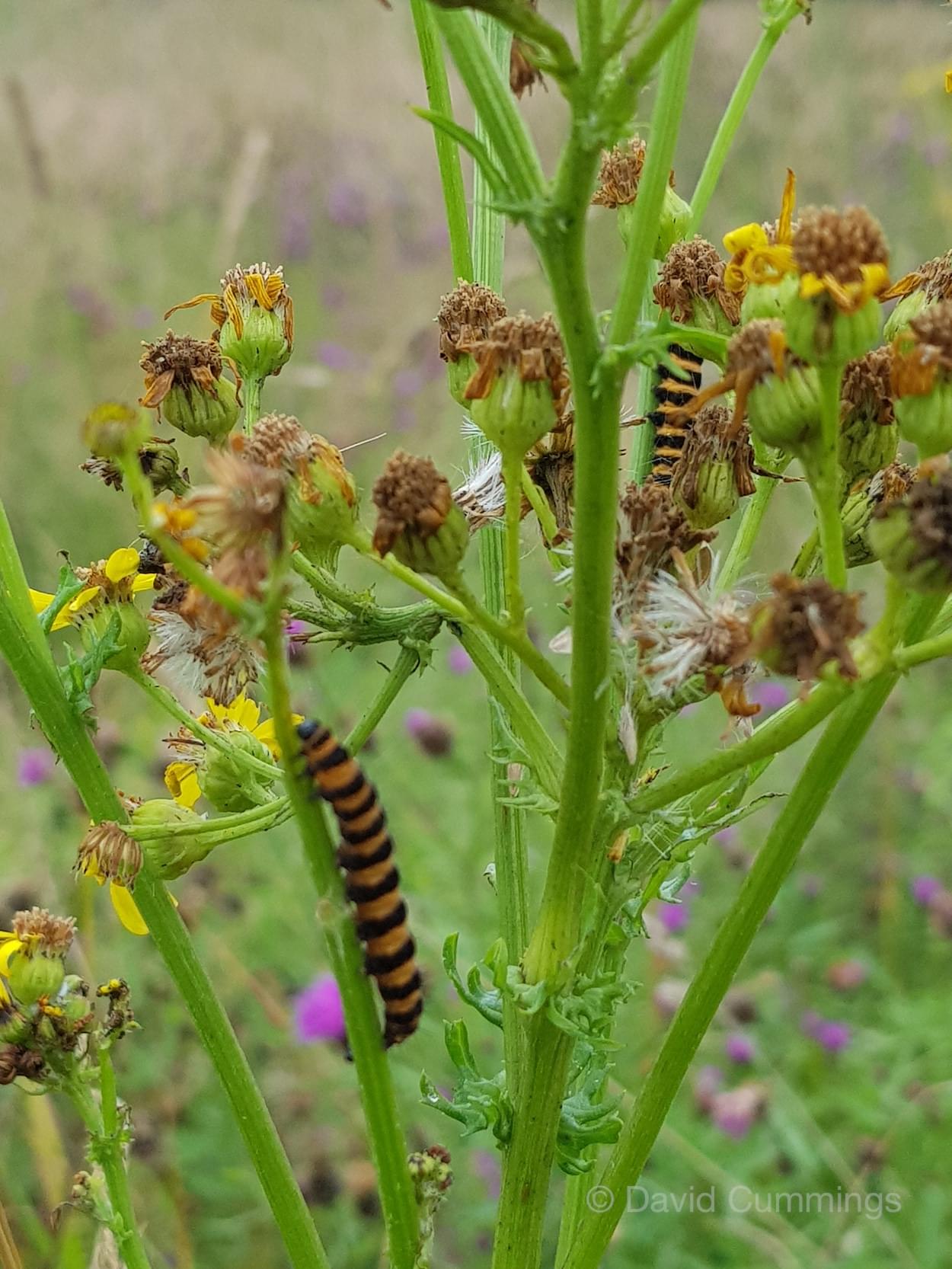 Ragwort in a normal season