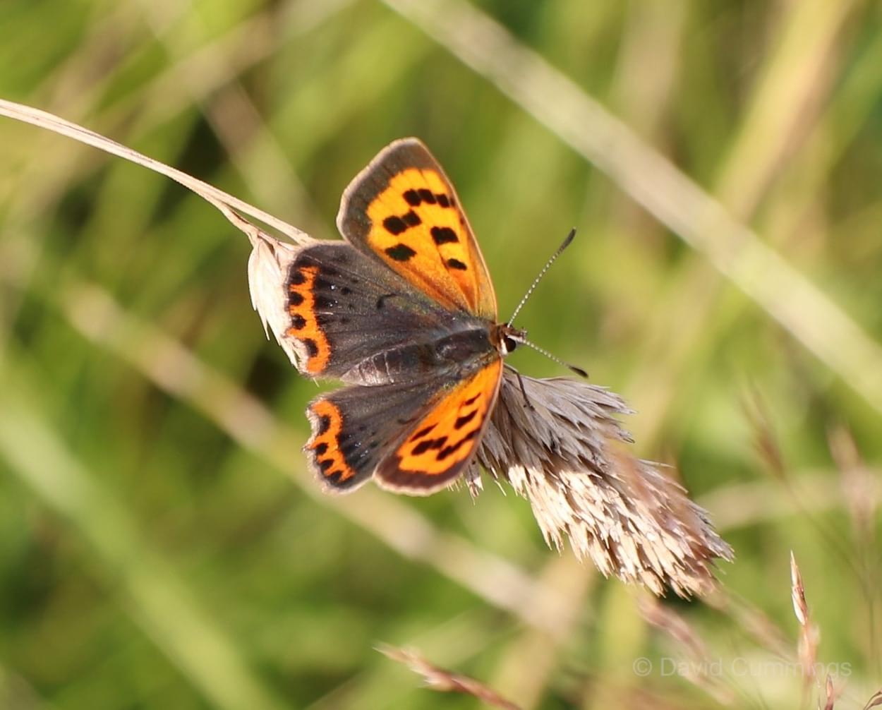 Small Copper Butterfly