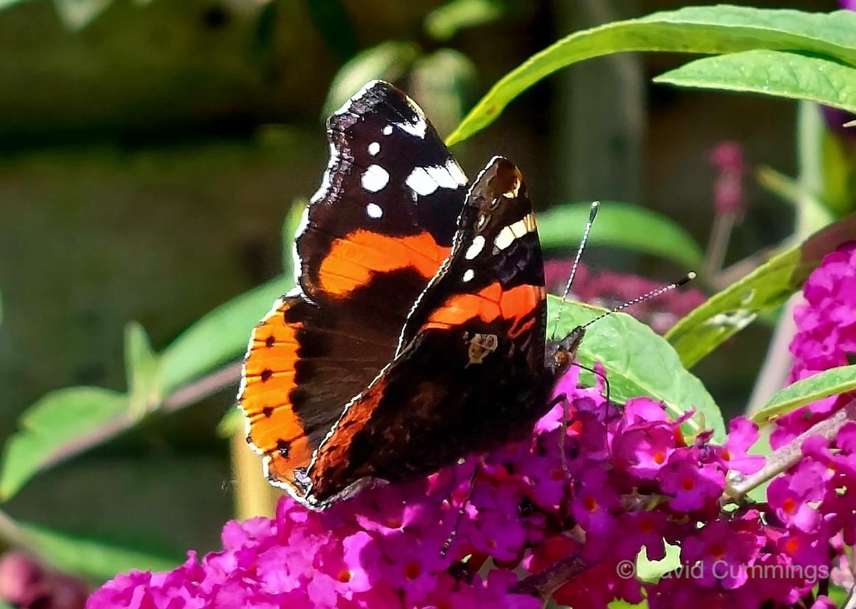 Red Admiral Butterfly