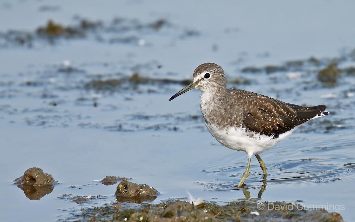 Green Sandpiper  Green Sandpiper