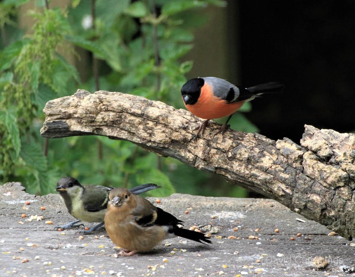 Bullfinches  Bullfinches