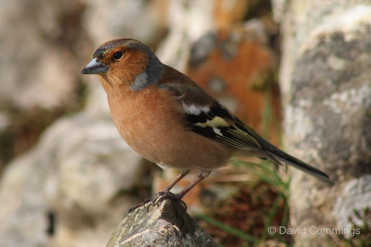Chaffinch  Chaffinch