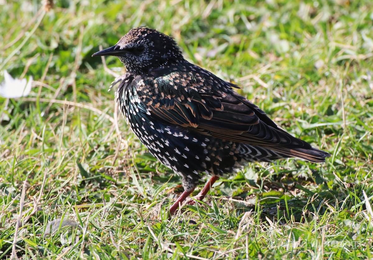 Starling  Starling