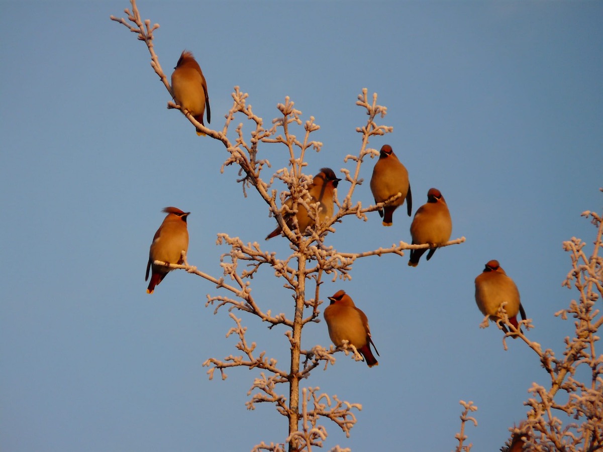 Waxwings  Waxwings