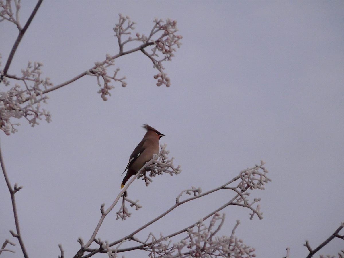 Waxwing  Waxwing