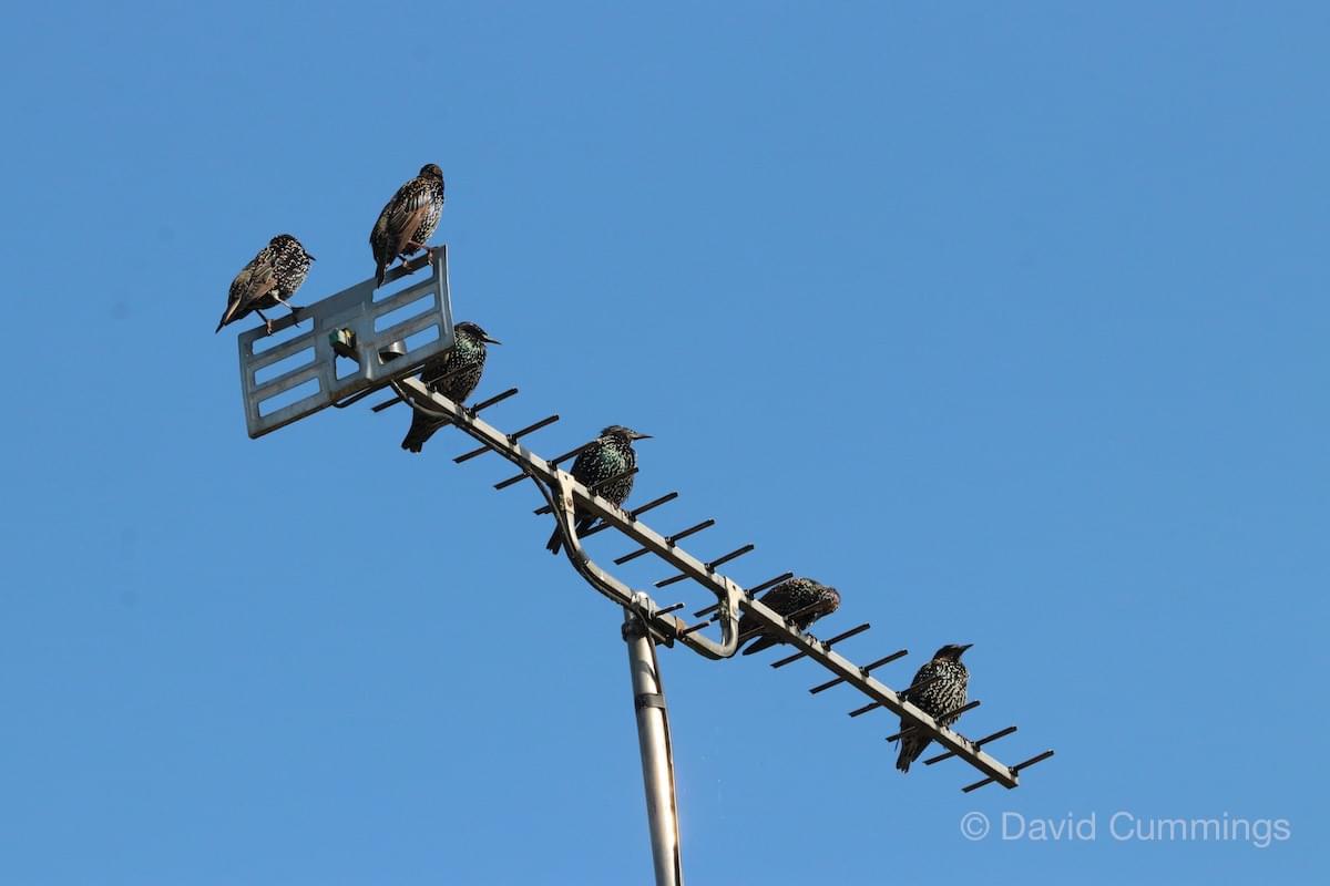 Starlings  Starlings