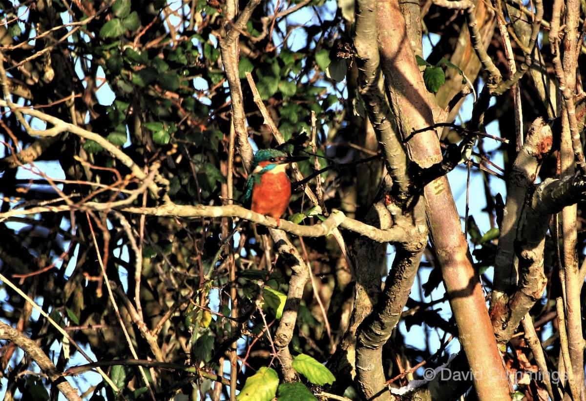 Kingfisher  Kingfisher