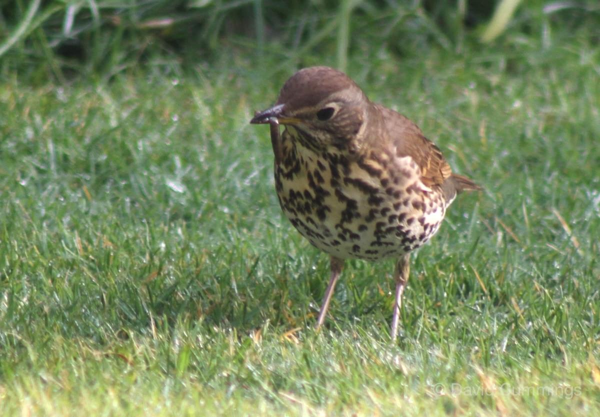 Songthrush  Songthrush
