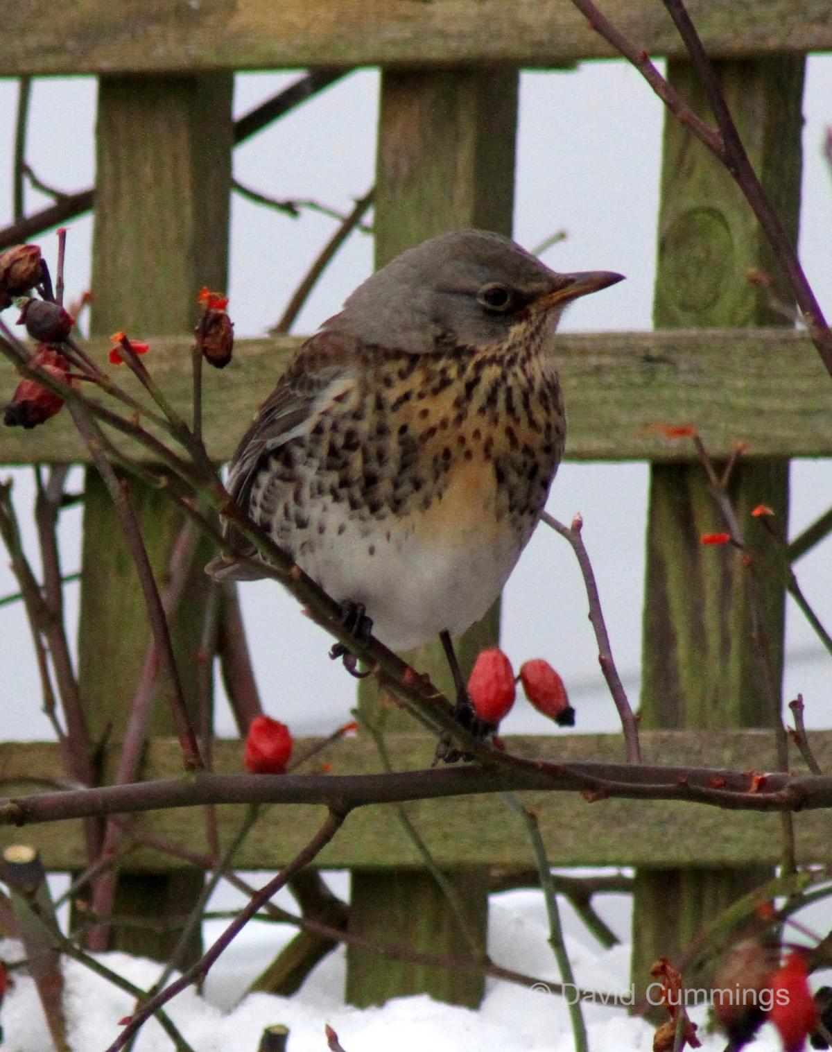 Fieldfare  Fieldfare