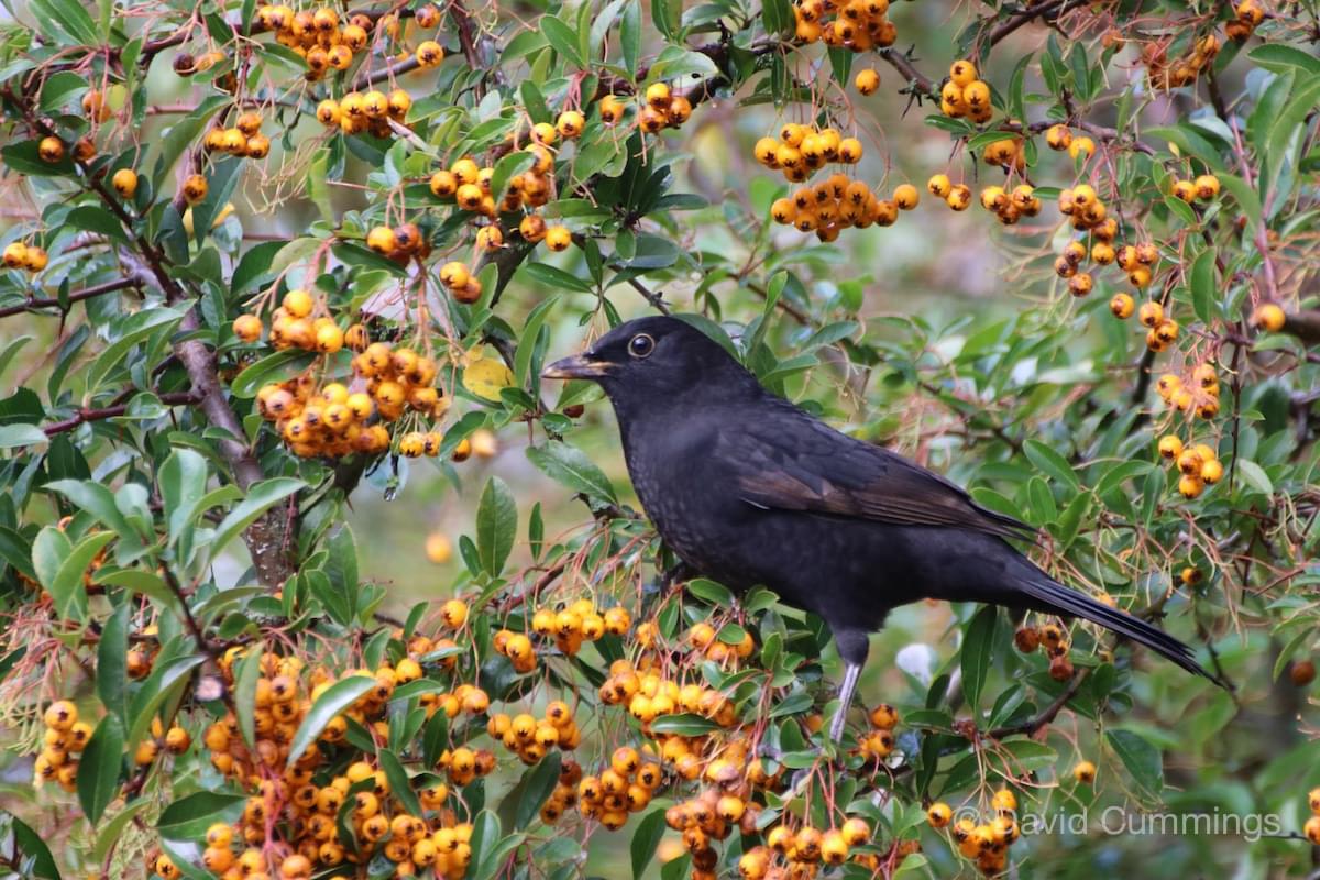 Blackbird female  Blackbird female