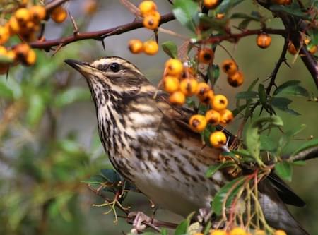 Redwing