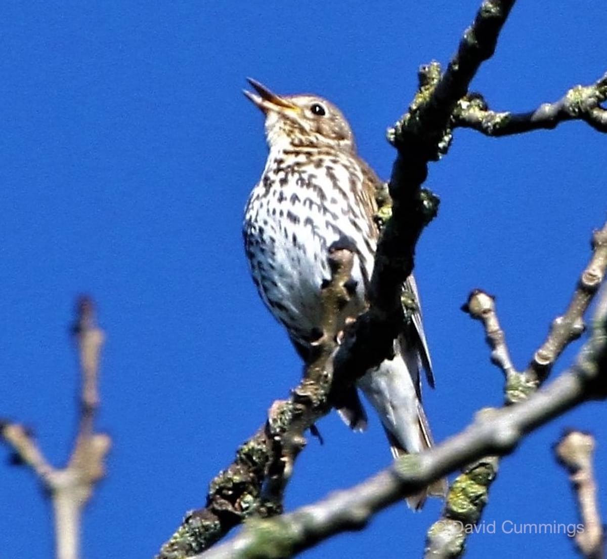 Mistle Thrush  Mistle Thrush