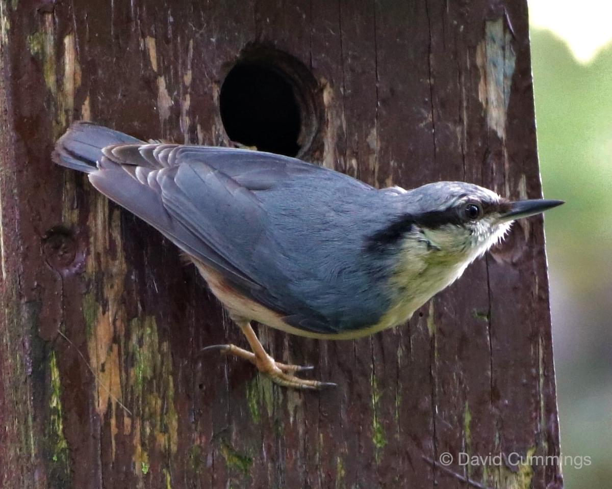 Nuthatch  Nuthatch