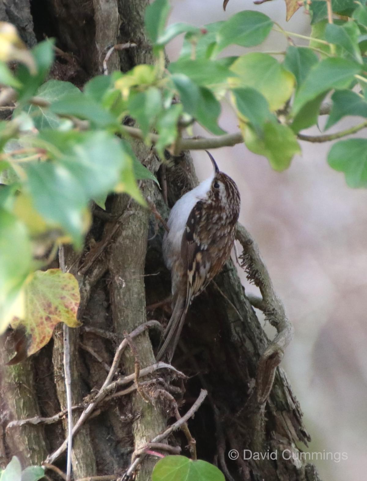 Tree Creeper  Tree Creeper