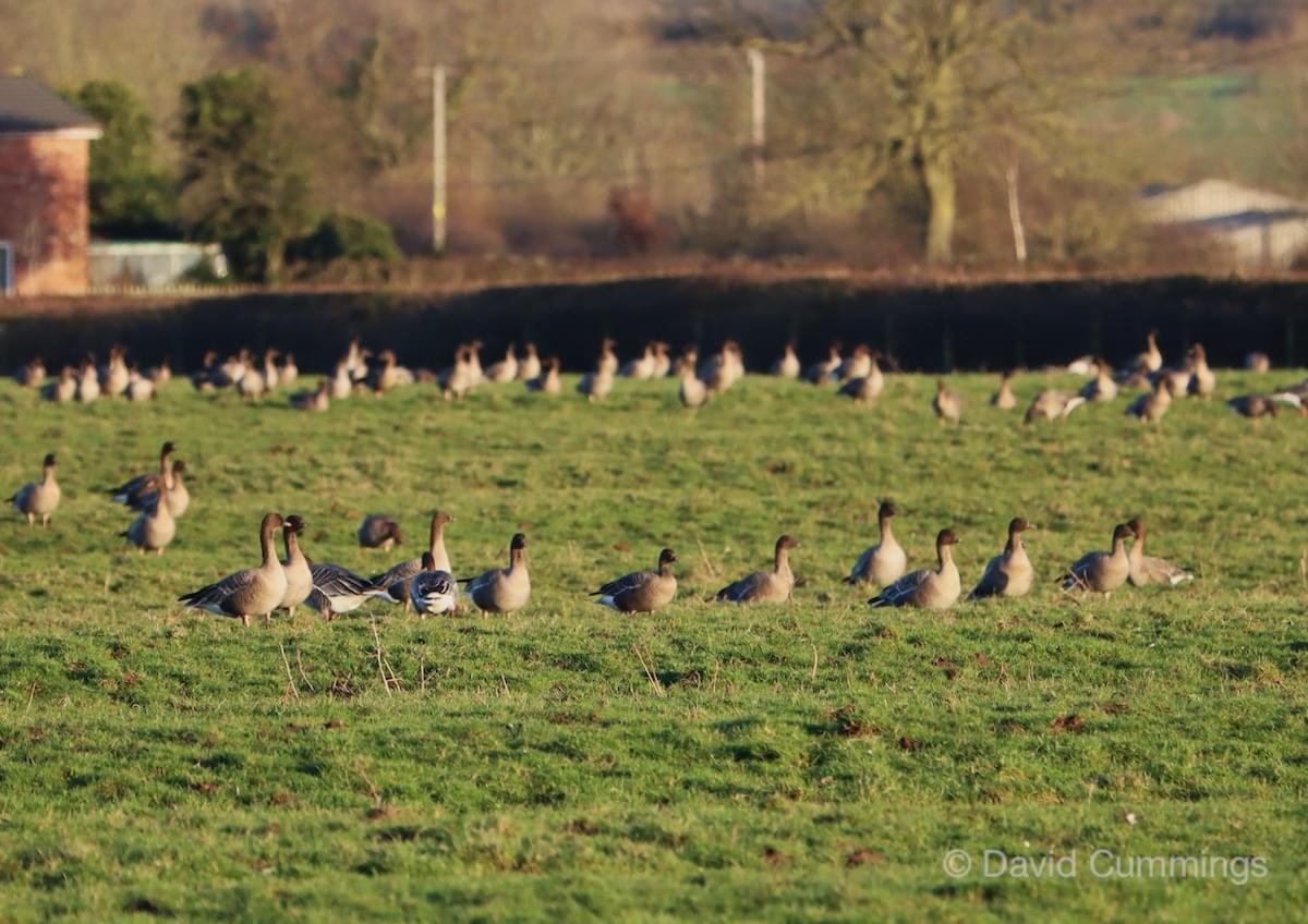 Pink Footed Geese  Pink Footed Geese