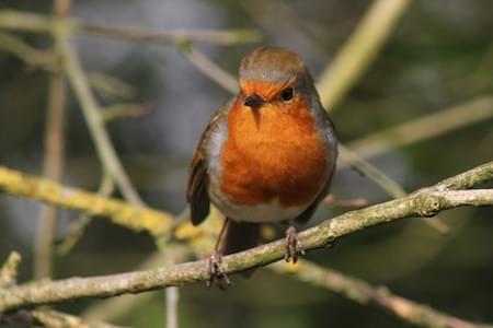 Robin