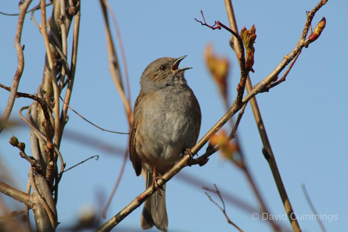 Dunnock  Dunnock