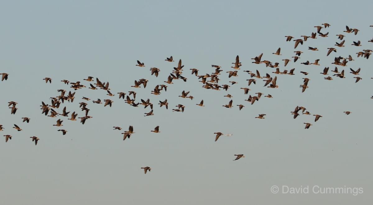 Pink Fleet in Flight  Pink Fleet in Flight