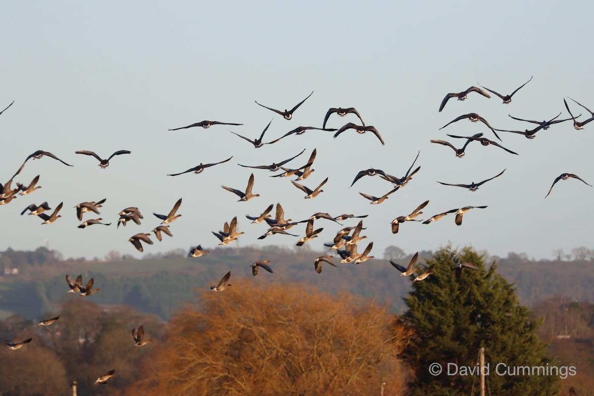 Pink Fleet in Flight  Pink Fleet in Flight
