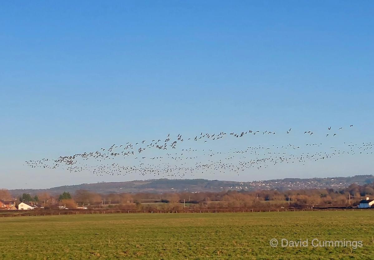 24 Pink feet over Stamford Lane  24 Pink feet over Stamford Lane
