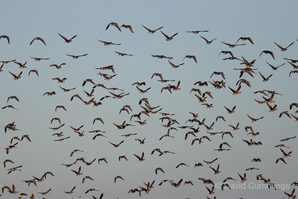 Pnk Footed Geese  Pnk Footed Geese