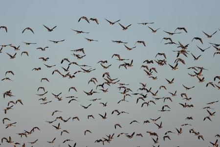 Pnk Footed Geese