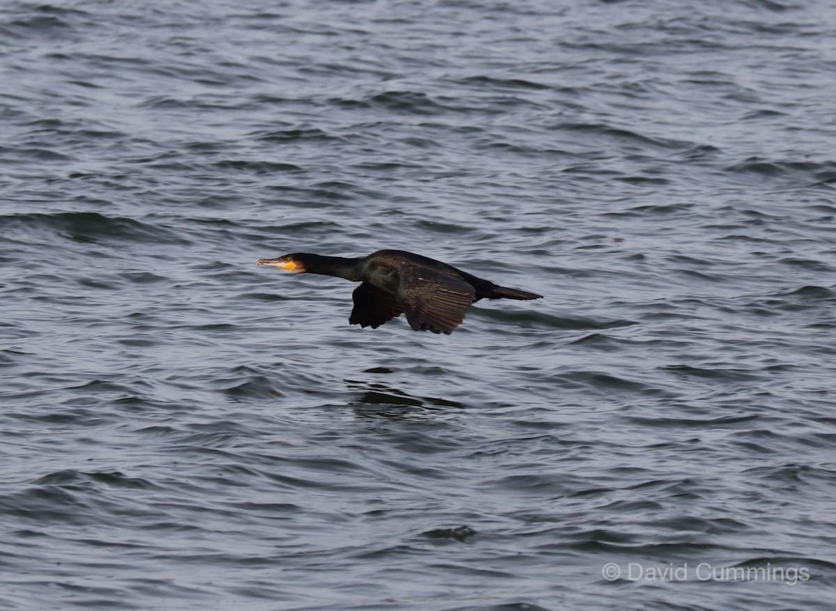 Cormorant