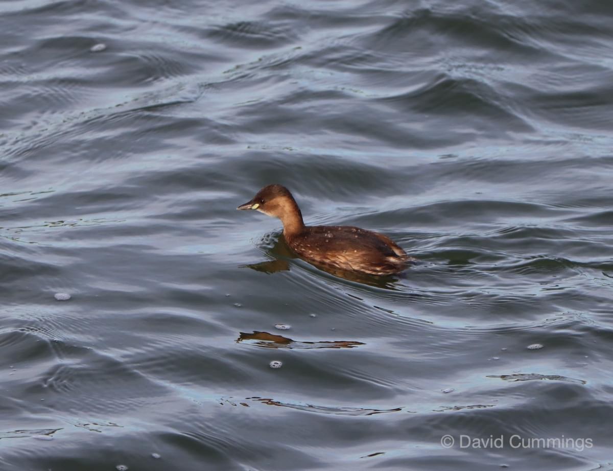 Little Grebe