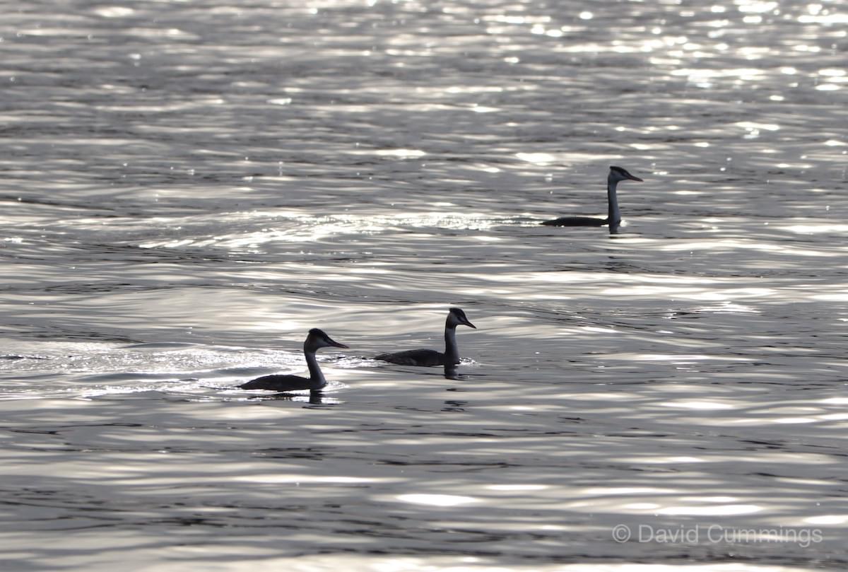 Great Crested Grebe